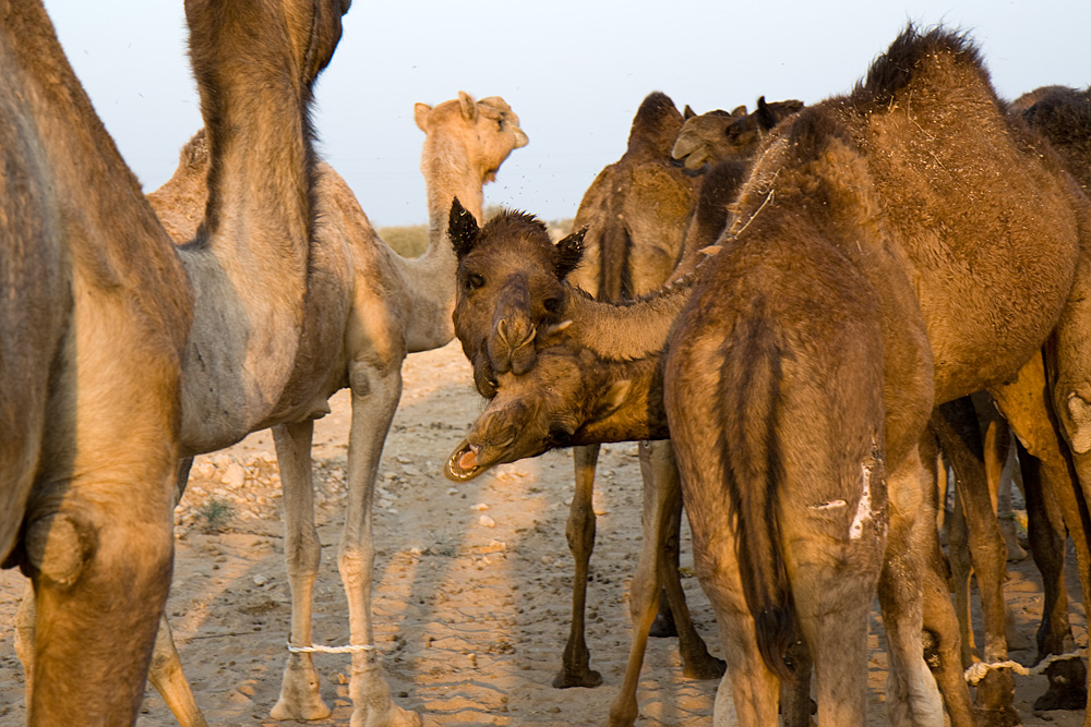 Kamele in der Wüste Thar
