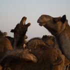 Kamele in der Wüste Thar II