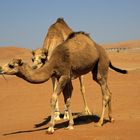 Kamele in der Wüste Wahiba