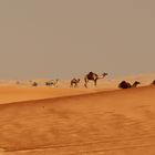 Kamele in freier Natur
