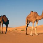 Kamele in Mauretanien