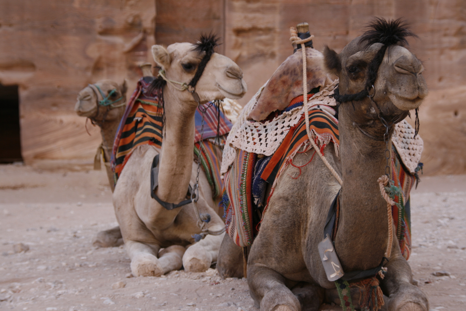 Kamele in Petra