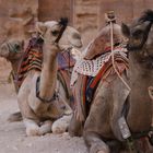 Kamele in Petra