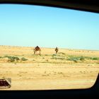 Kamele in Tunesien