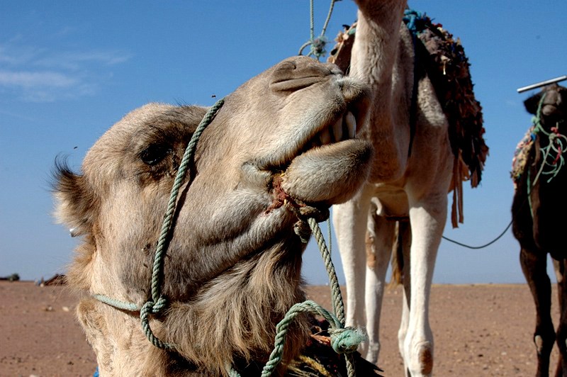 kamele in zagora