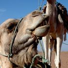 kamele in zagora
