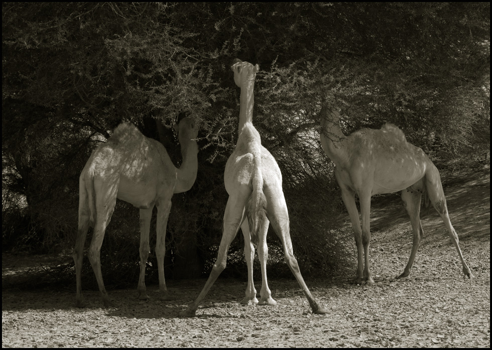 kamele mögen akazien