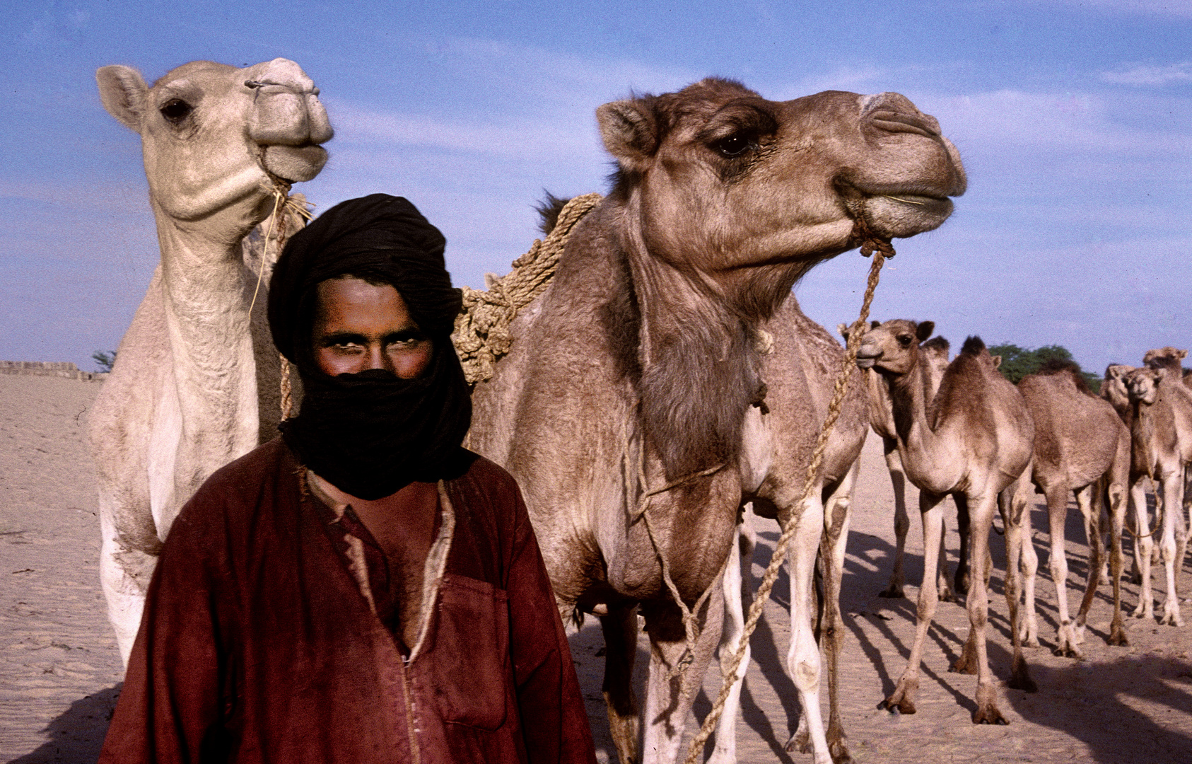 Kamele sind der Stolz der Tuareg
