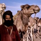 Kamele sind der Stolz der Tuareg