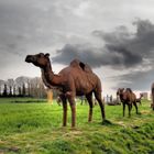 Kamele und Löwen in Witten … 