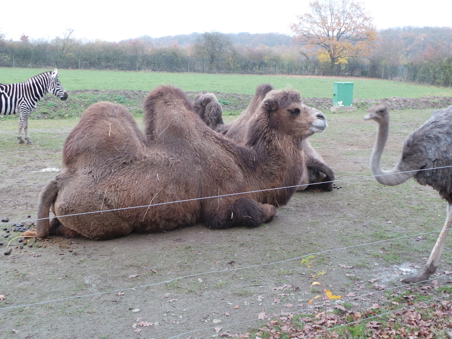 Kamele und Zebras im Herbst