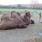 Kamele und Zebras im Herbst