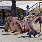 Kamele warten auf Kunden zu einem Ritt durch die Tuffsteinlandschaft