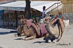 Kamele warten auf Kunden zu einem Ritt durch die Tuffsteinlandschaft
