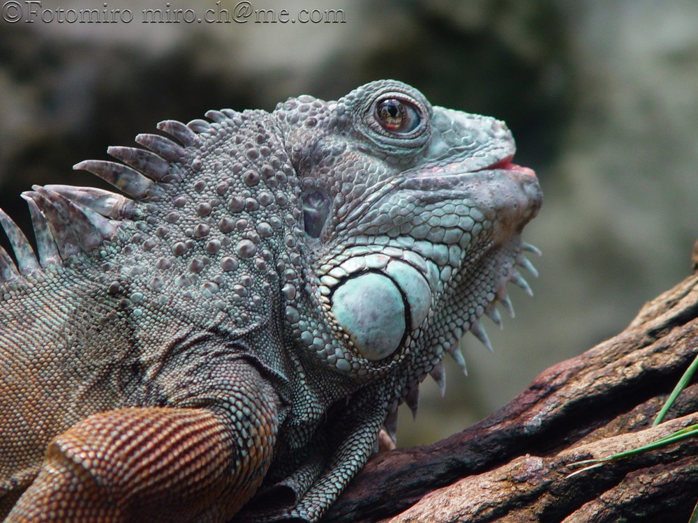 Kameleon Foto & Bild tiere, natur Bilder auf
