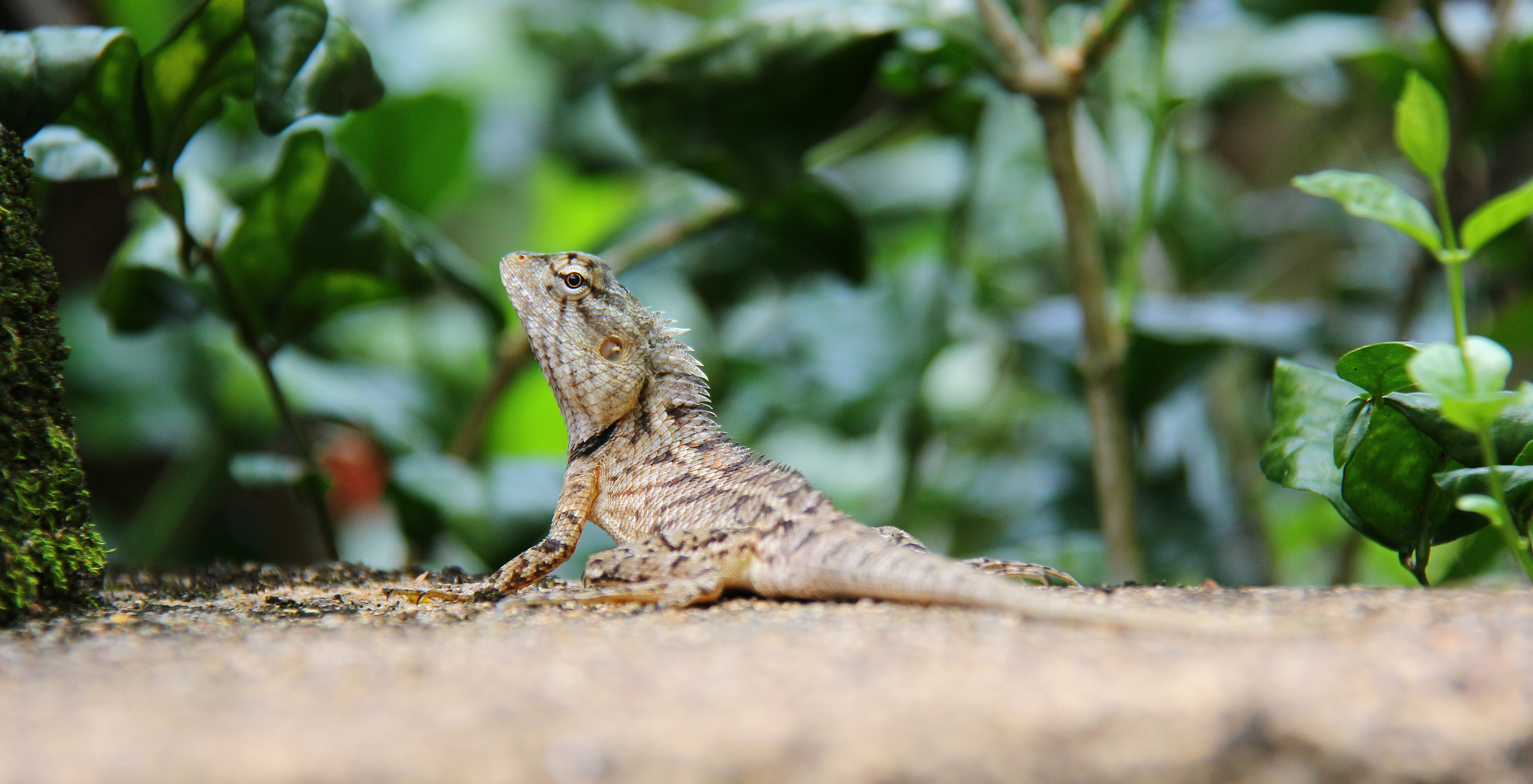 Kameleon_SRI_LANKA