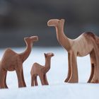 Kamelfamilie in Schnee