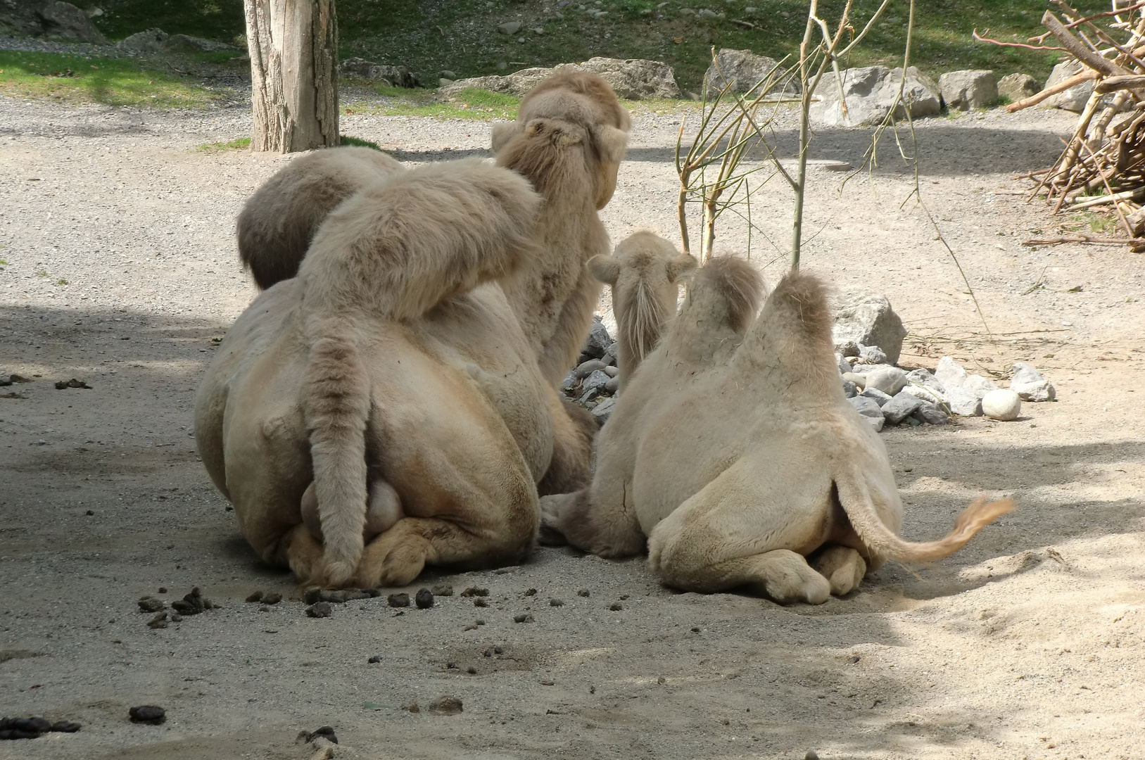 Kamelfohlen - young camel