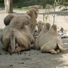 Kamelfohlen - young camel