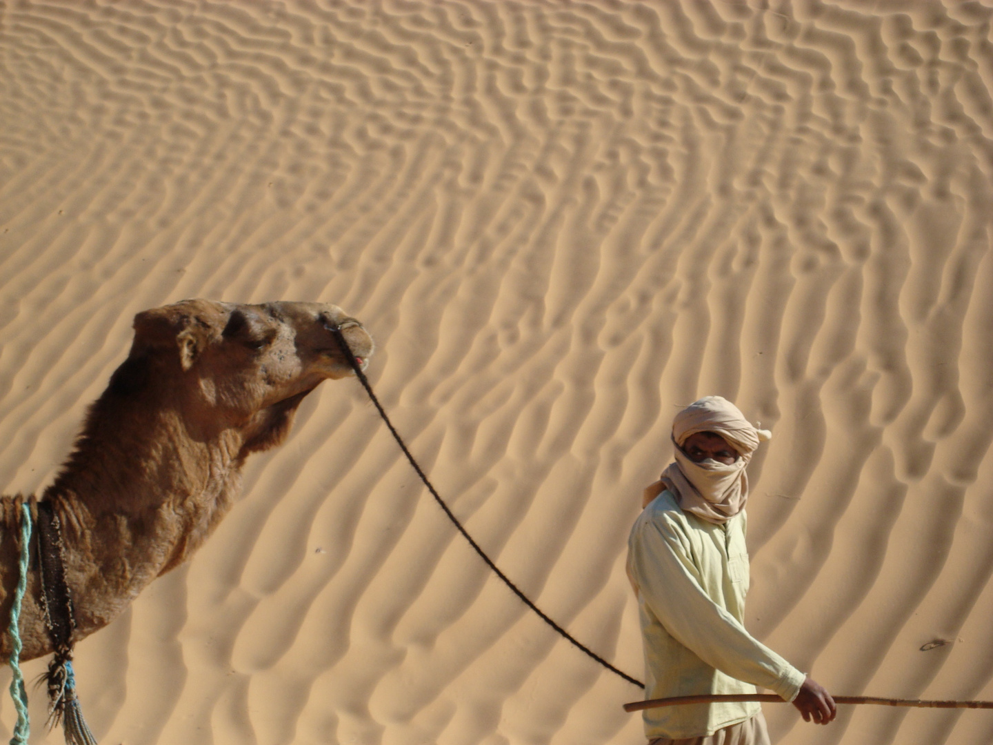 Kamelführer in der Sahara