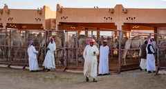Kamelhändler auf dem Kamelmarkt in Al Ain