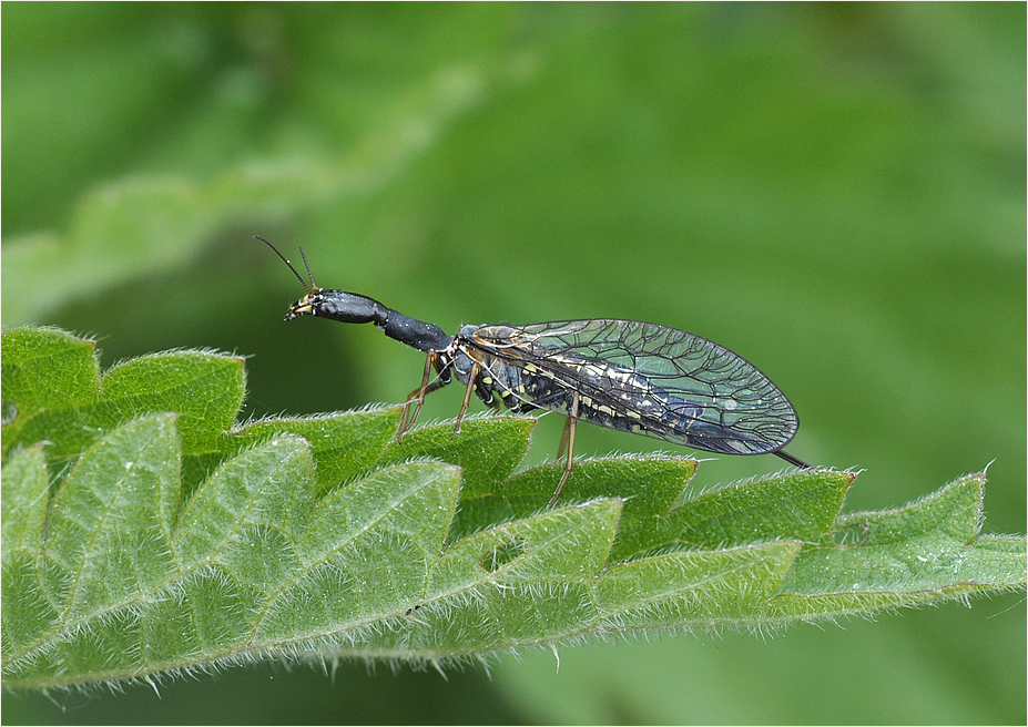 Kamelhalsfliege 2