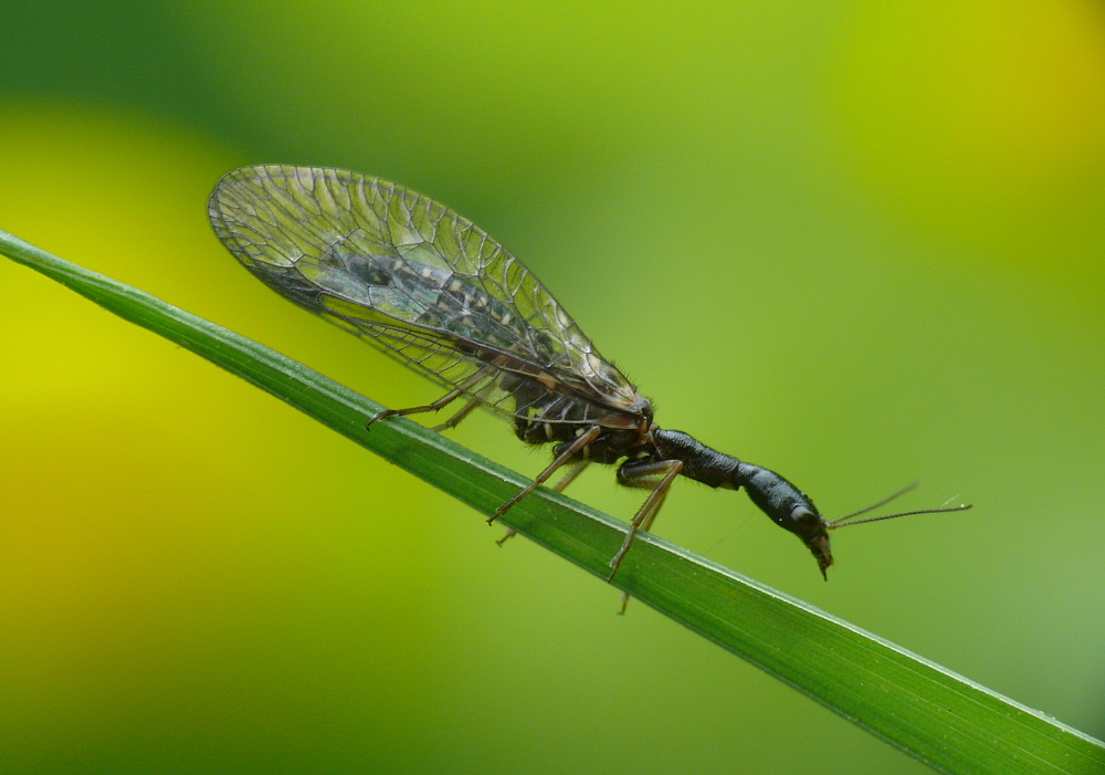 Kamelhalsfliege