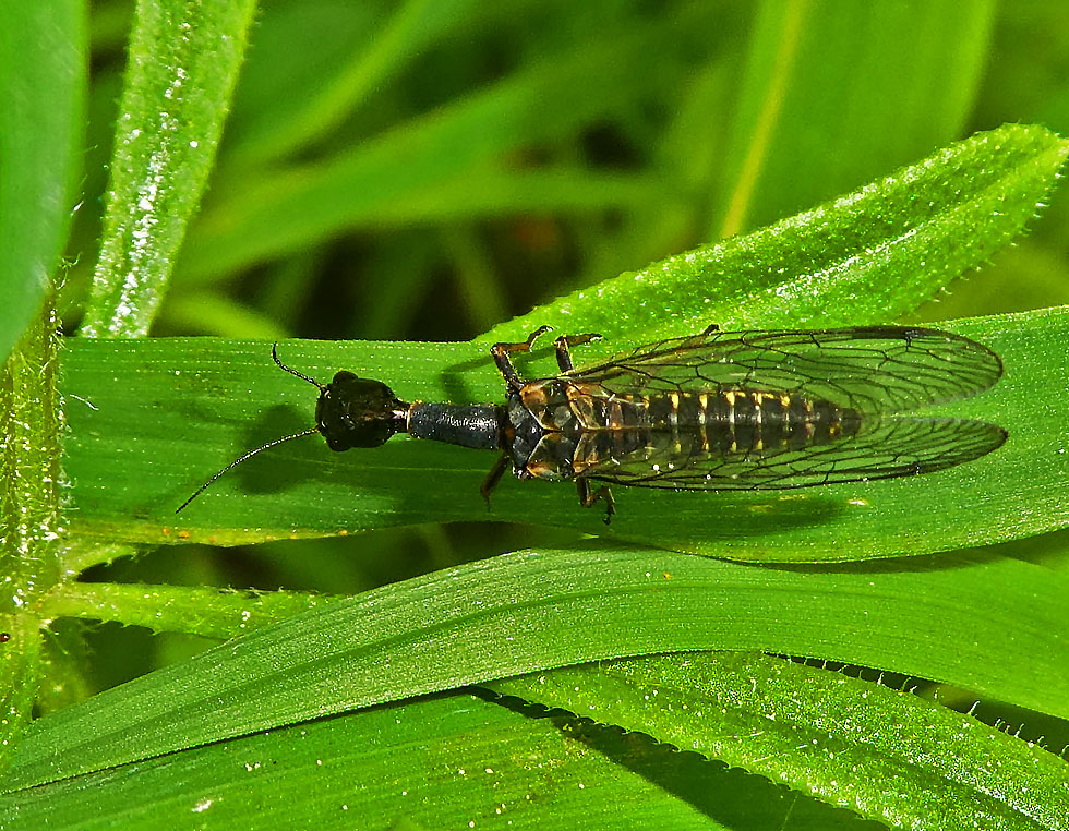 Kamelhalsfliege