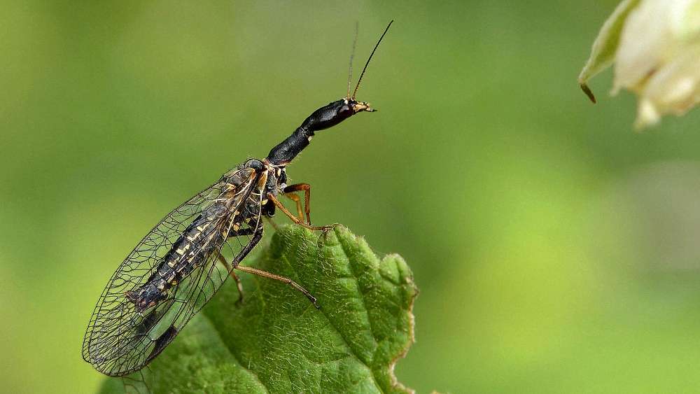 Kamelhalsfliege