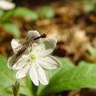 Kamelhalsfliege auf Siebenstern