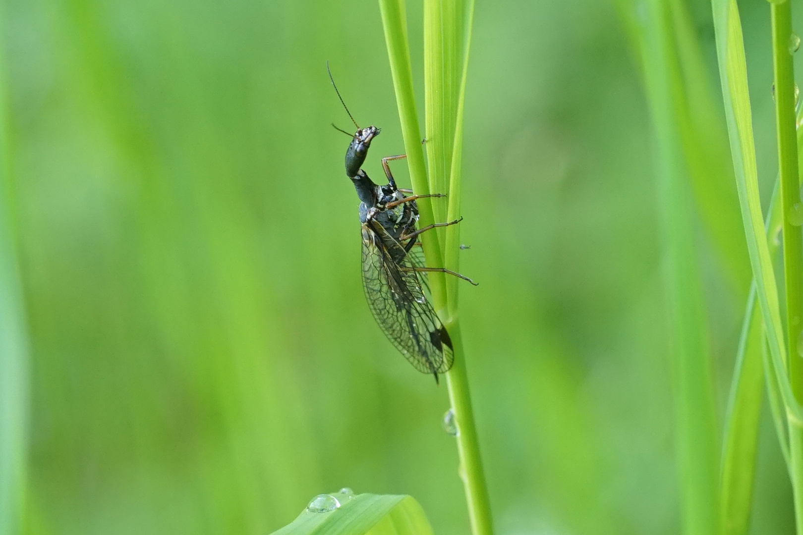 Kamelhalsfliege