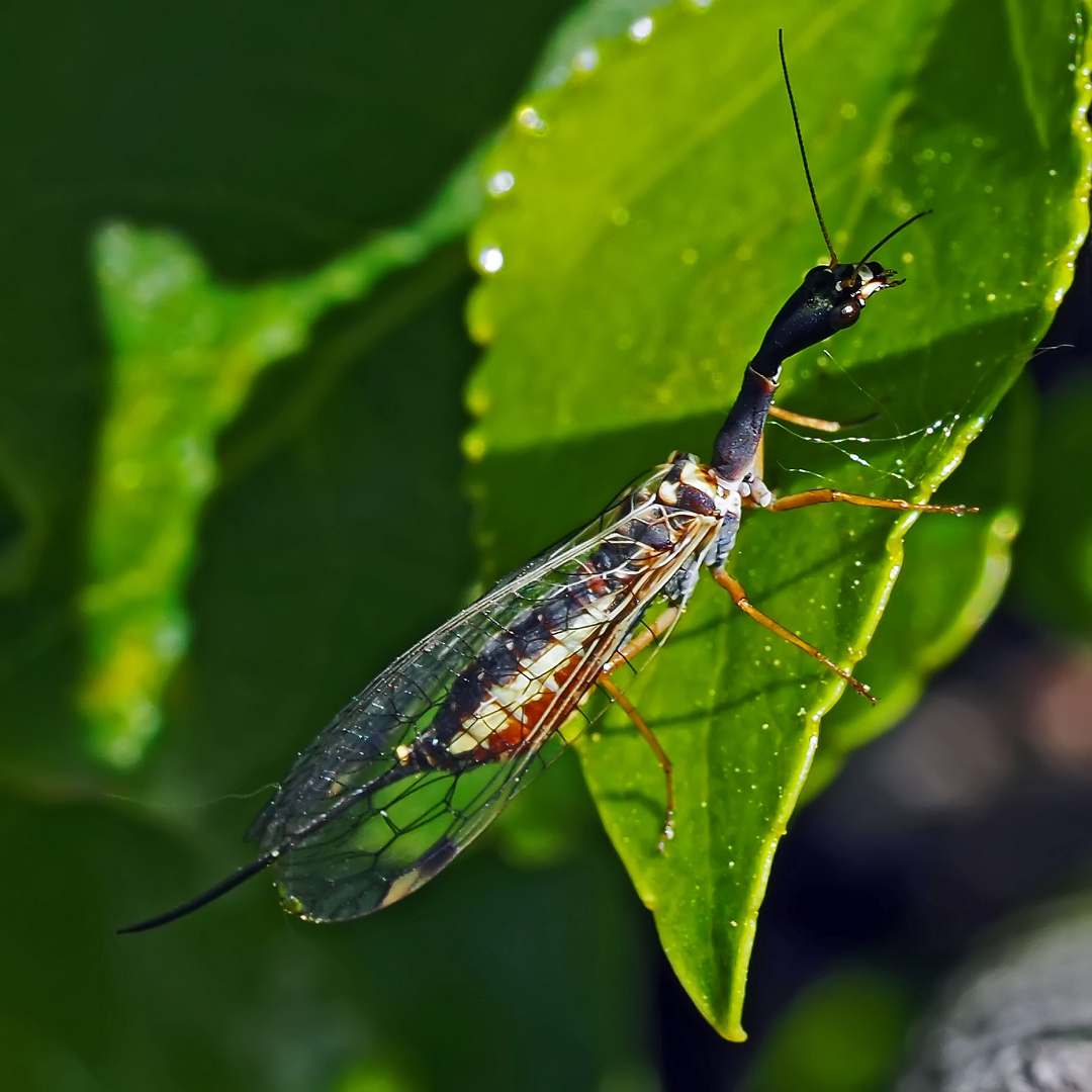 Kamelhalsfliege (Dichrostigma flavipes)