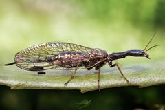 Kamelhalsfliege mit "Hinterlassenschaft"