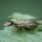 Kamelhalsfliege Phaeostigma major, Weibchen