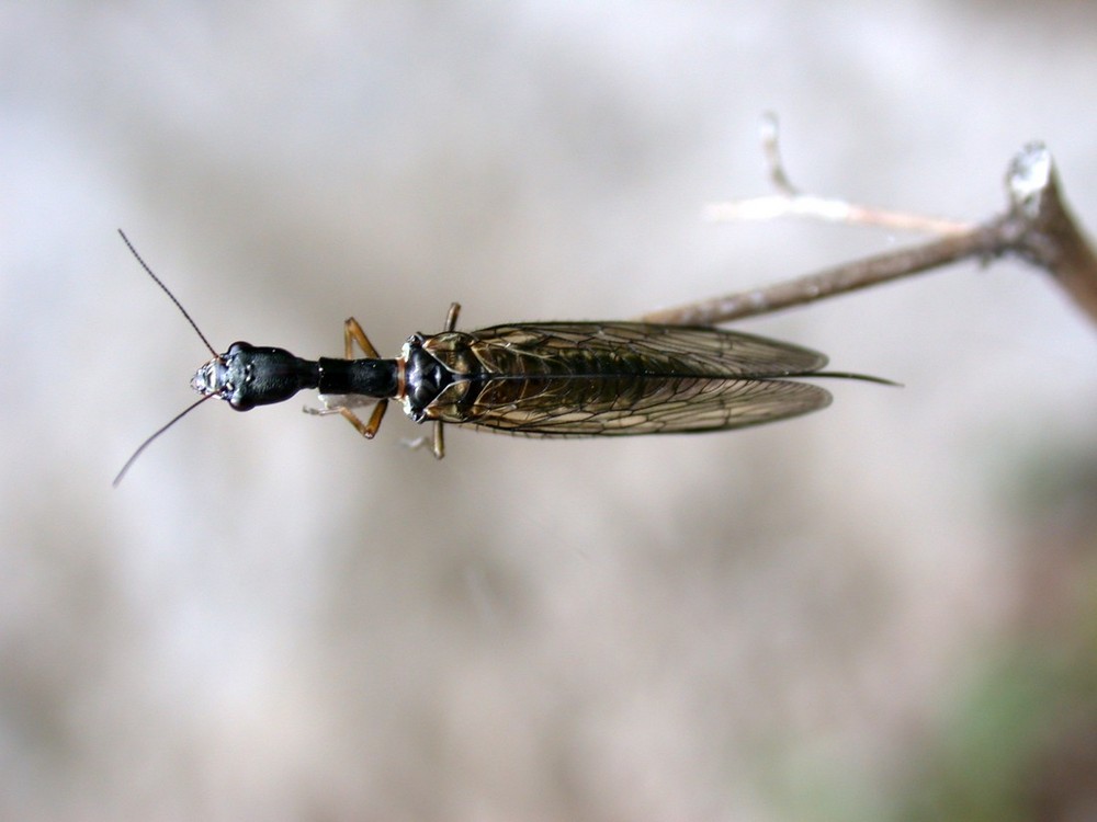 Kamelhalsfliege [Raphidia notata]