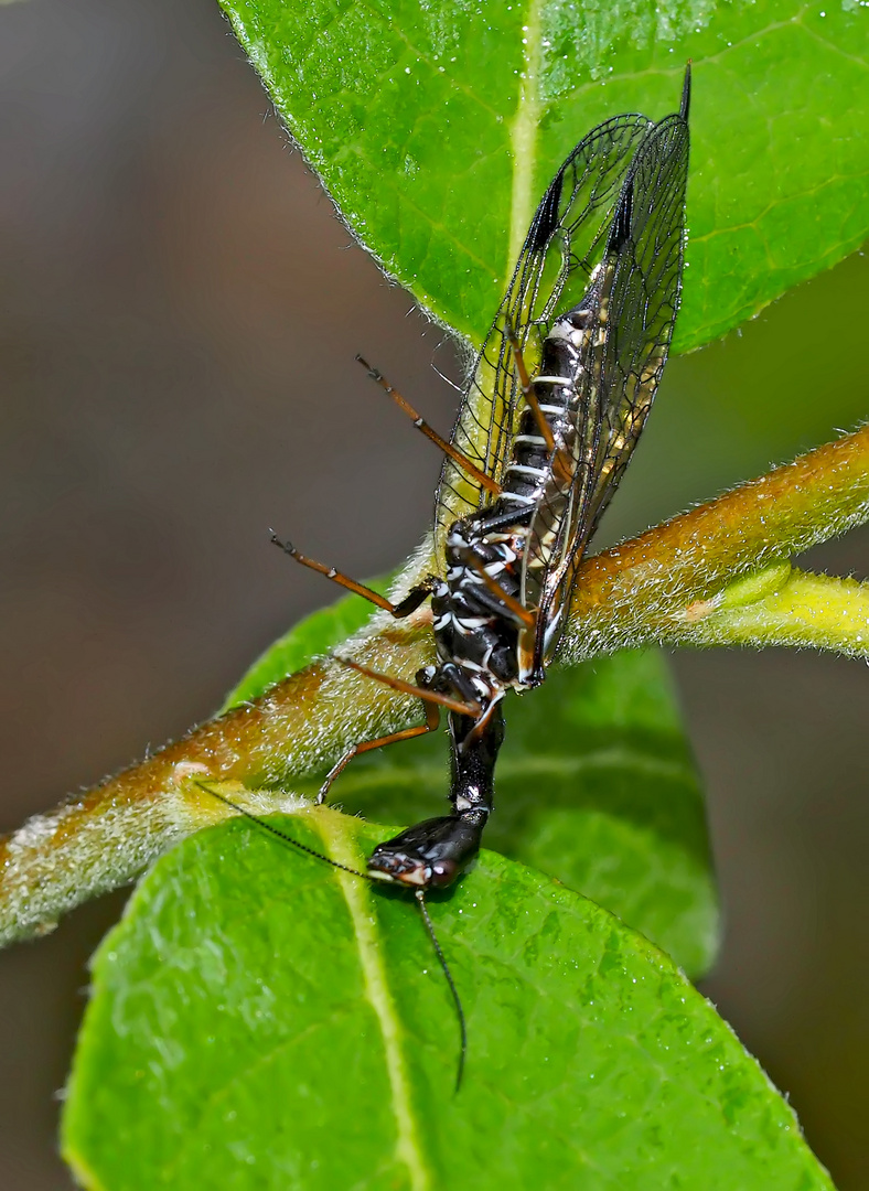 Kamelhalsfliege (Raphidia sp.) stellt sich tot, weil ich sie störe! - Une raphidie qui fait la morte