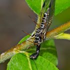 Kamelhalsfliege (Raphidia sp.) stellt sich tot, weil ich sie störe! - Une raphidie qui fait la morte