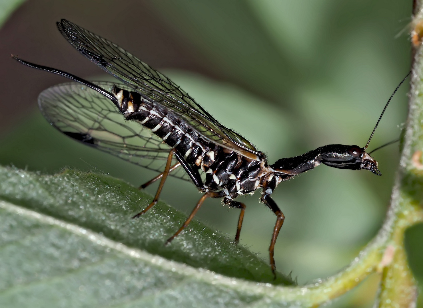  Kamelhalsfliege (Raphidia sp.) - Une raphidie.