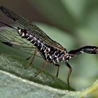  Kamelhalsfliege (Raphidia sp.) - Une raphidie.