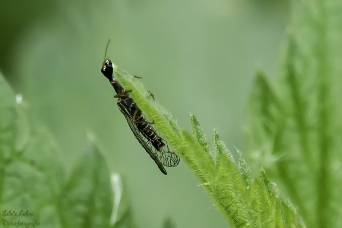 Kamelhalsfliege (Raphidioptera)