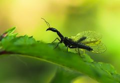 Kamelhalsfliege (Raphidioptera)