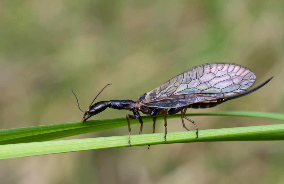 Kamelhalsfliege (Raphidioptera)