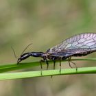 Kamelhalsfliege (Raphidioptera)