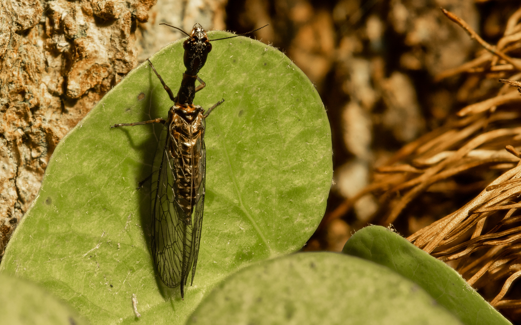 Kamelhalsfliege (Raphidioptera)