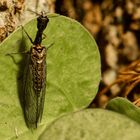 Kamelhalsfliege (Raphidioptera)