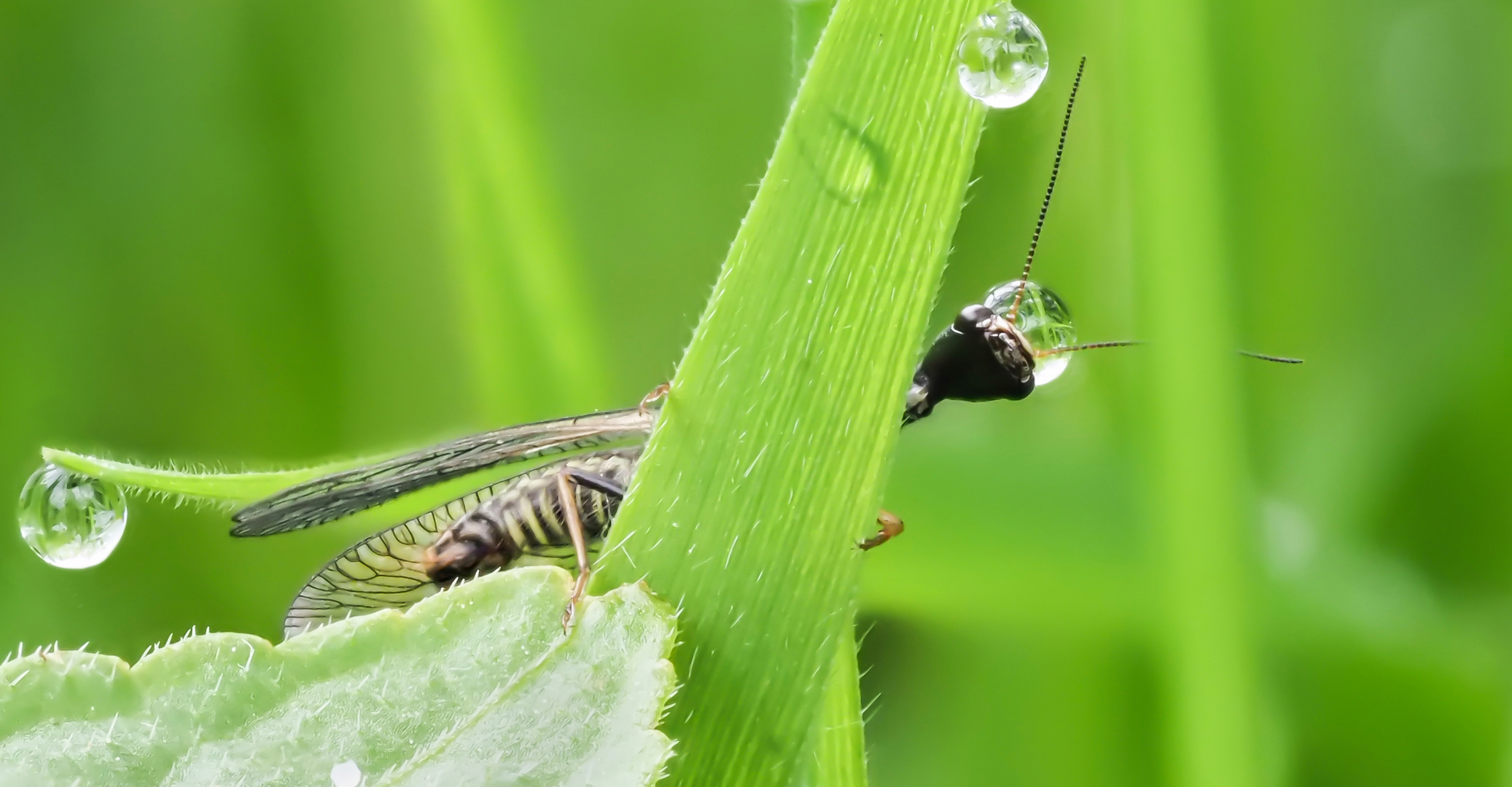 Kamelhalsfliege (Raphidioptera) 