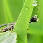 Kamelhalsfliege (Raphidioptera) 