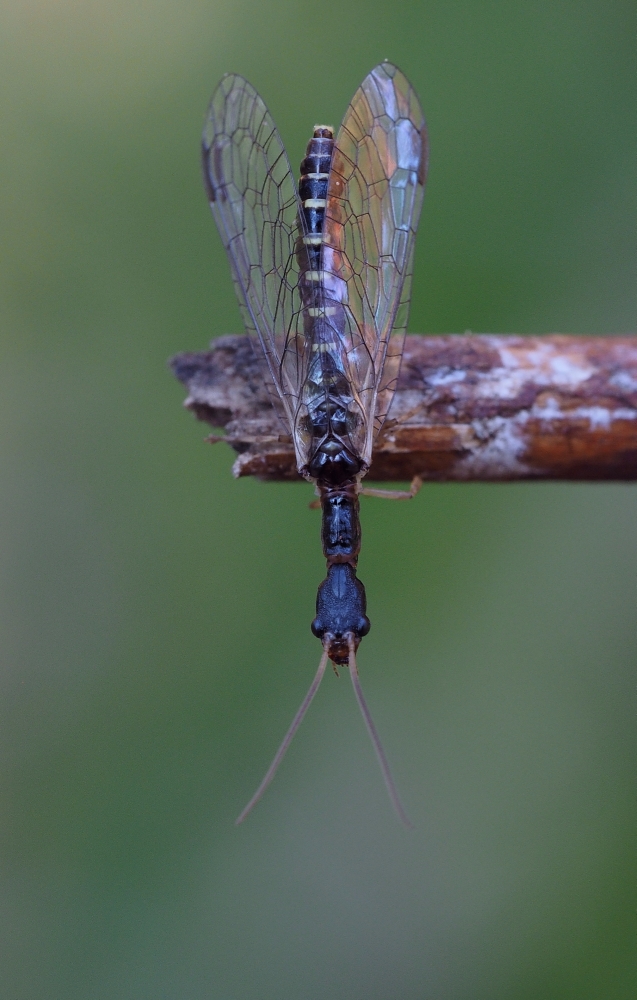 Kamelhalsfliege (Raphidioptera)