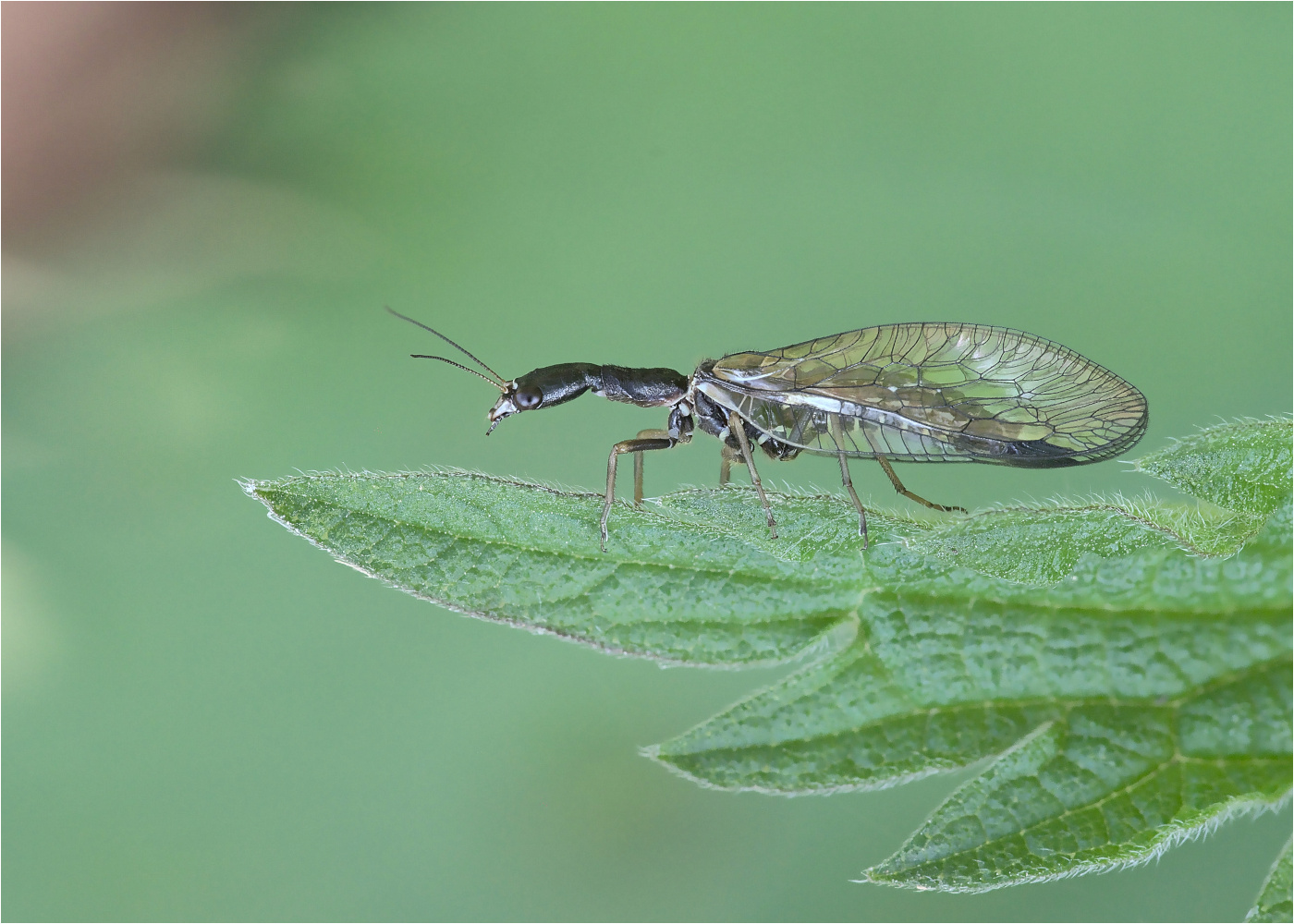 Kamelhalsfliege  (Raphidioptera spec.)