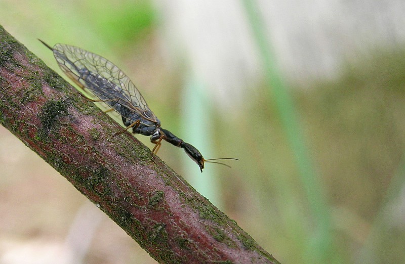 Kamelhalsfliege (Rhapidia sp.)